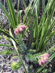 Erica cerinthoides
