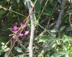 Cyphomeris gypsophiloides