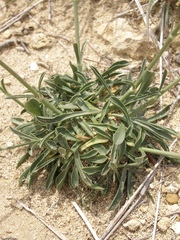 Silene otites