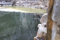 Crocodylus johnstoni