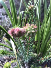 Erica cerinthoides