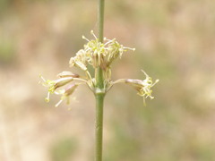 Silene otites