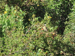 Osteospermum moniliferum