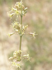 Silene otites