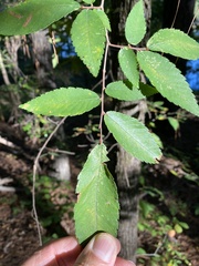 Ulmus