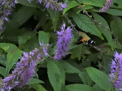 Macroglossum bombylans