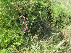 Cyphomeris gypsophiloides