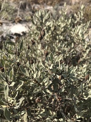 Cistus halimifolius