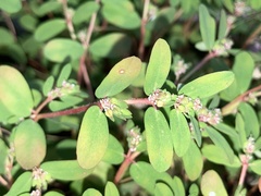 Euphorbia humistrata