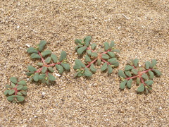 Euphorbia peplis