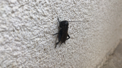 Gryllus campestris
