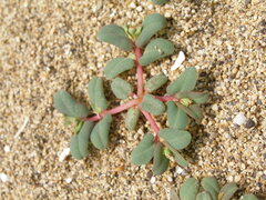 Euphorbia peplis