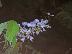 Millettia versicolor