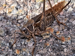 Decticus albifrons