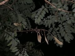 Millettia versicolor