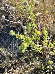 Grindelia adenodonta