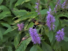 Macroglossum bombylans