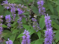 Macroglossum bombylans