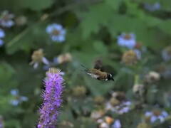 Macroglossum bombylans