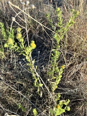 Grindelia adenodonta
