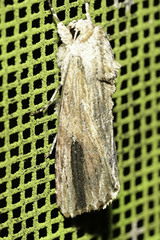Spodoptera eridania