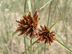 Cyperus capitatus