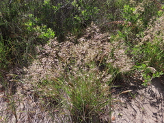 Melinis repens