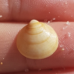 Glycymeris glycymeris