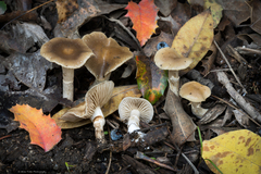 Meottomyces dissimulans