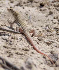 Acanthodactylus boskianus asper