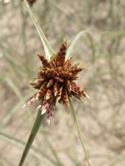 Cyperus capitatus