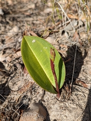 Cryptostylis ovata