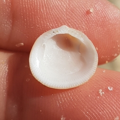 Glycymeris glycymeris