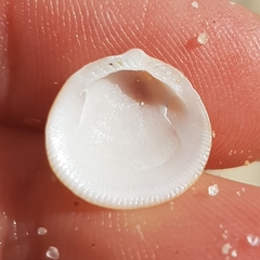 Glycymeris glycymeris