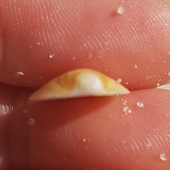 Glycymeris glycymeris