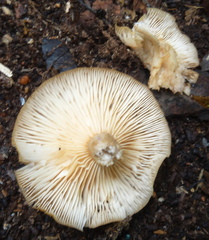 Desarmillaria caespitosa image