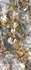 Nemesia bicornis
