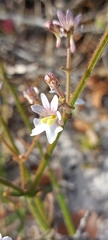 Nemesia bicornis