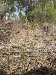 Carex arenaria