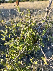 Sarcomphalus obtusifolius