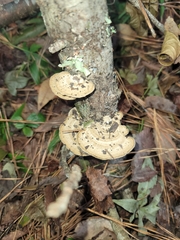 Daedaleopsis confragosa