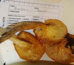 Desarmillaria caespitosa image