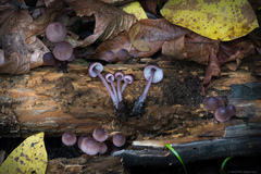 Mycena purpureofusca