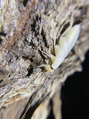 Drymaplaneta semivitta