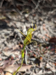 Pterostylis barbata
