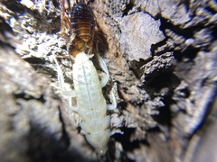 Drymaplaneta semivitta