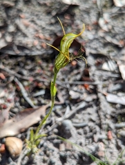 Pterostylis barbata