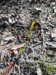 Pterostylis barbata