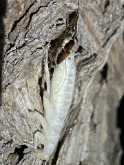 Drymaplaneta semivitta