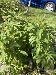 Solidago canadensis